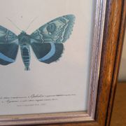 Lithographs of butterflies