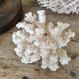 small coral