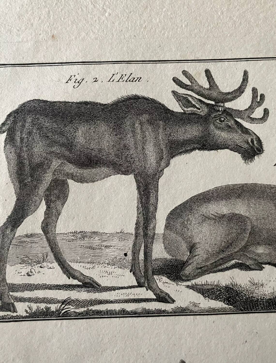 18th century engraving of deer, doe, Buffon, Bonnaterre, Natural History