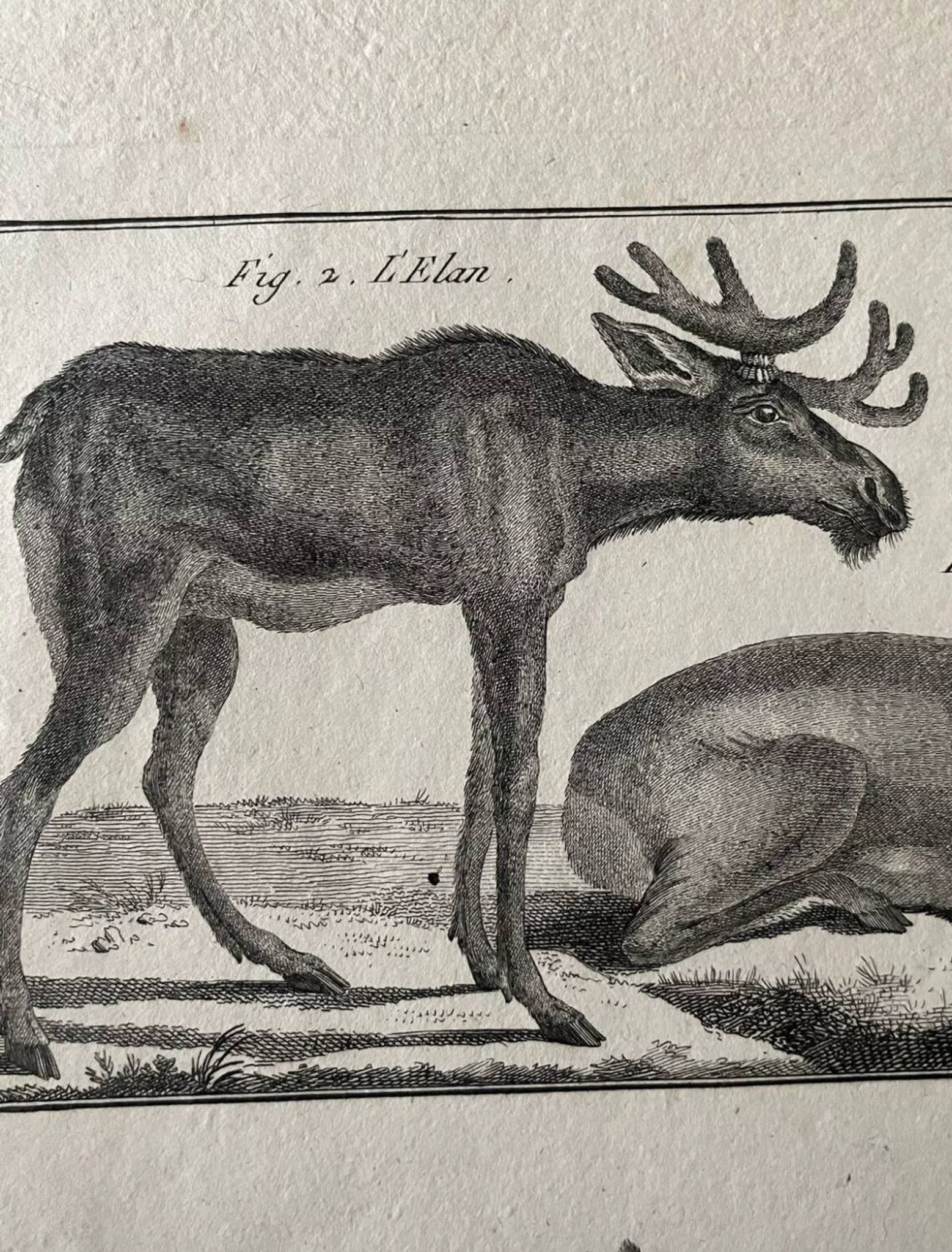Gravure XVIIIe cerf, biche, Buffon, Bonnaterre, Histoire naturelle