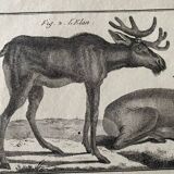 18th century engraving of deer, doe, Buffon, Bonnaterre, Natural History
