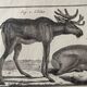 18th century engraving of deer, doe, Buffon, Bonnaterre, Natural History