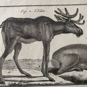 Gravure XVIIIe cerf, biche, Buffon, Bonnaterre, Histoire naturelle