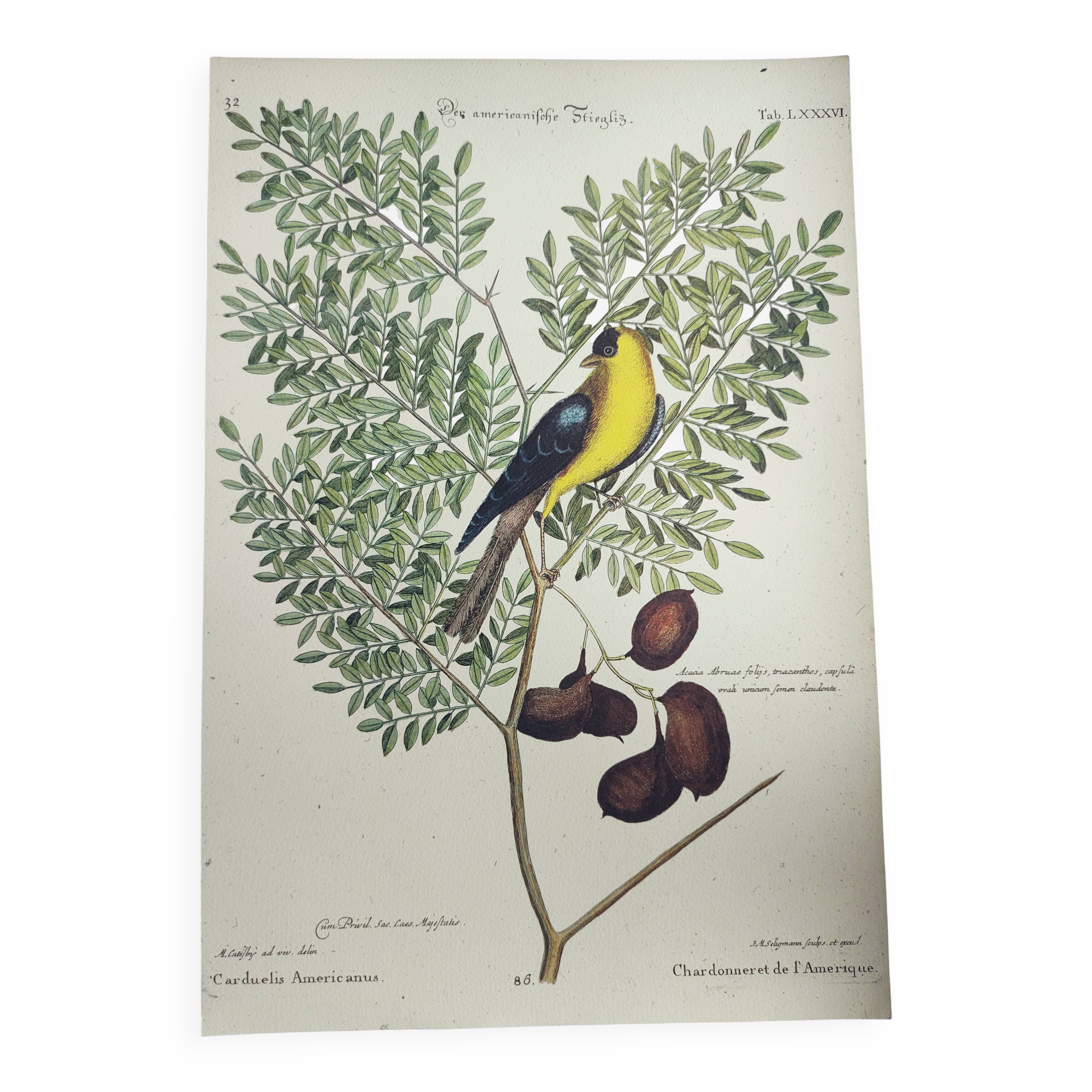 Antique bird engraving - Goldfinch - Vintage nature plate by Seligmann