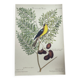 Antique bird engraving - Goldfinch - Vintage nature plate by Seligmann
