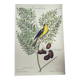 Gravure ancienne oiseau -Chardonneret- Planche nature vintage de Seligmann