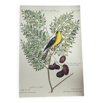 Antique bird engraving - Goldfinch - Vintage nature plate by Seligmann
