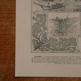 Lithographie originale sur les algues