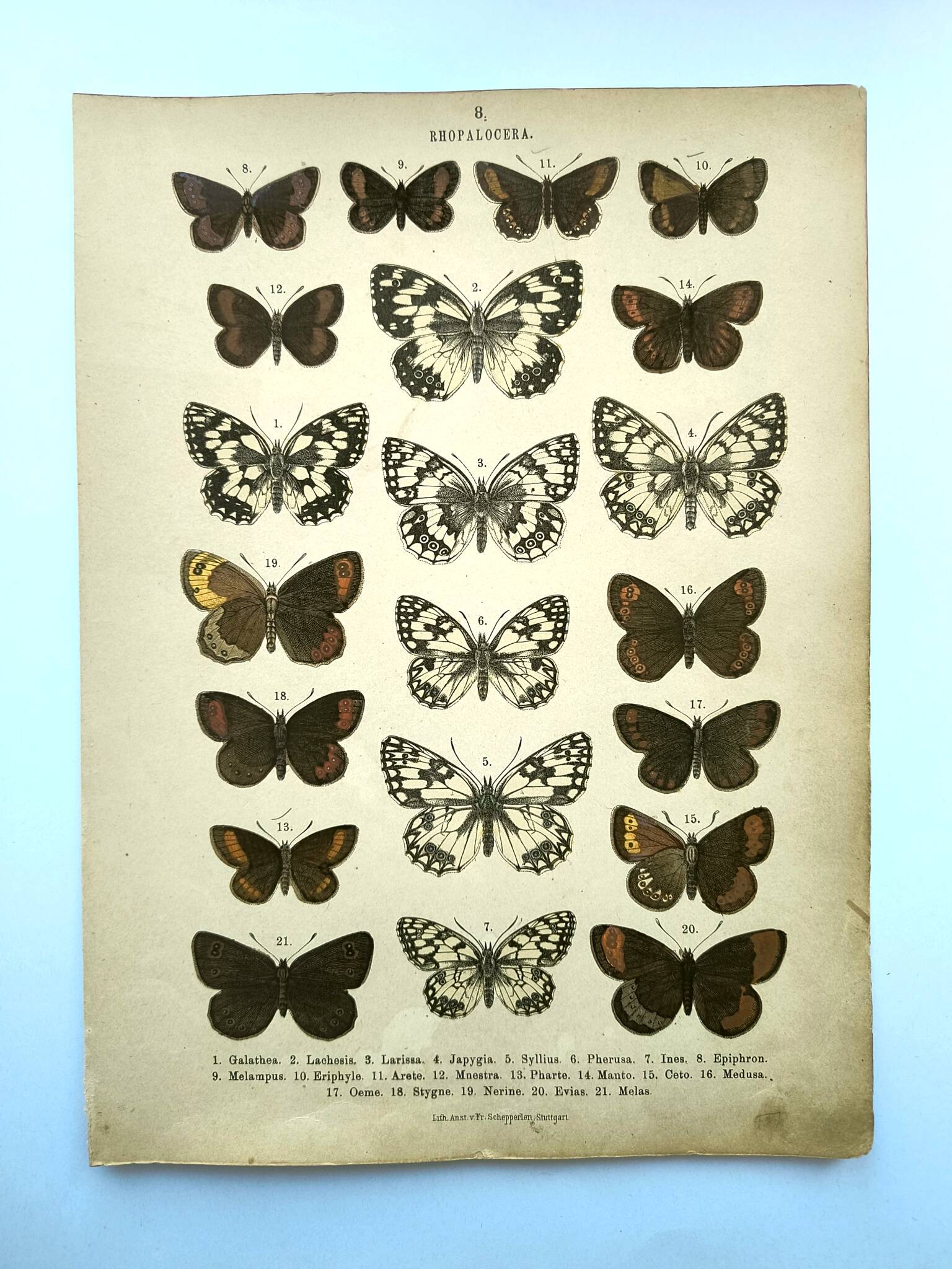 Antique print of Butterflies - Lithograph from 1887 - Galatha