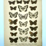 Antique print of Butterflies - Lithograph from 1887 - Galatha