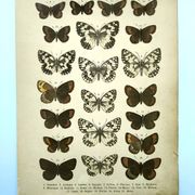Antique print of Butterflies - Lithograph from 1887 - Galatha