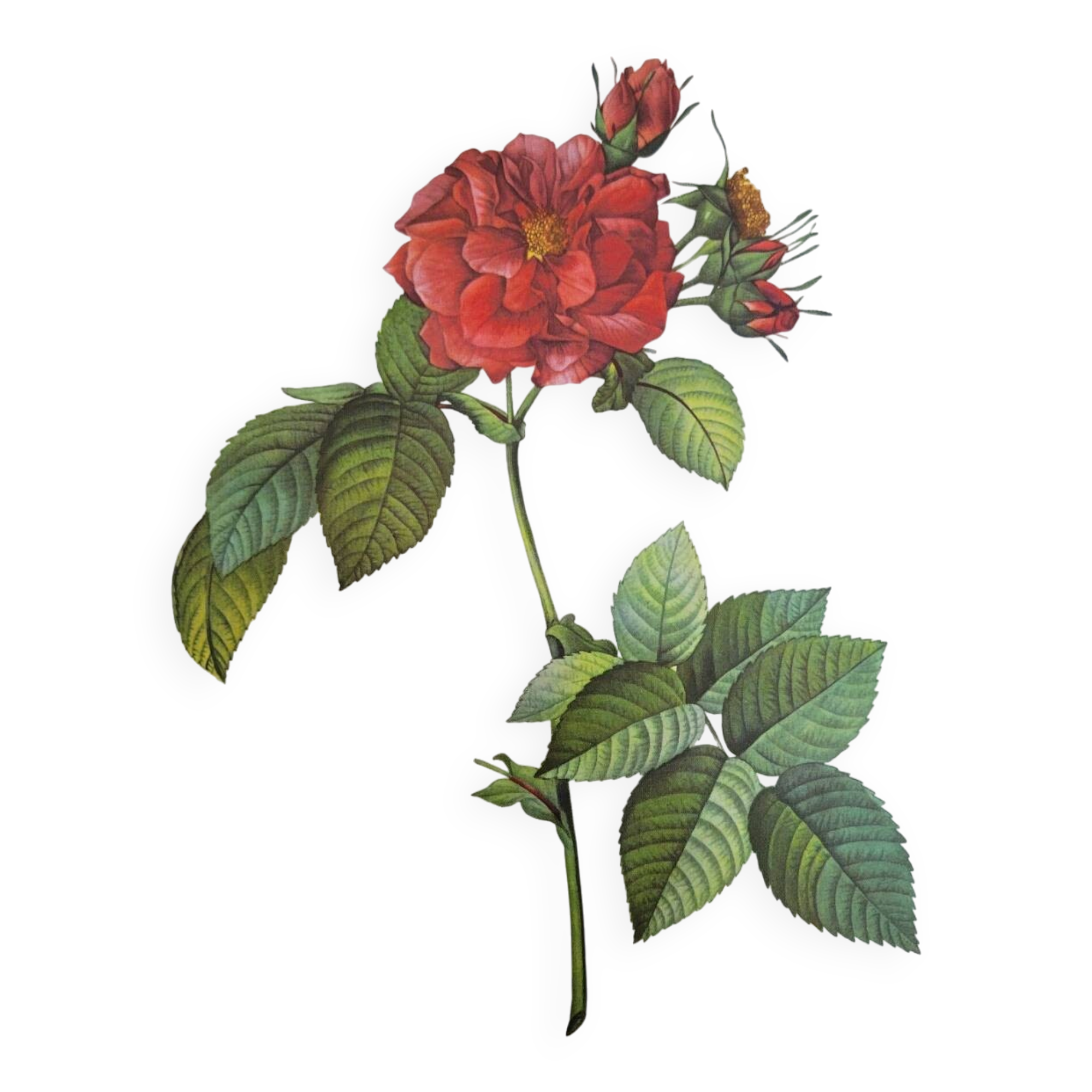 Botanical plate of Frankfurt Rose, P.J. Redouté 1960
