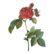 Botanical plate of Frankfurt Rose, P.J. Redouté 1960