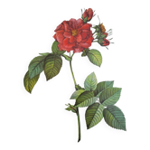 Botanical plate of Frankfurt Rose, P.J. Redouté 1960