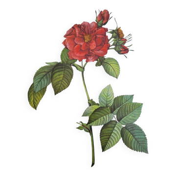 Botanical plate of Frankfurt Rose, P.J. Redouté 1960