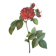 Botanical plate of Frankfurt Rose, P.J. Redouté 1960