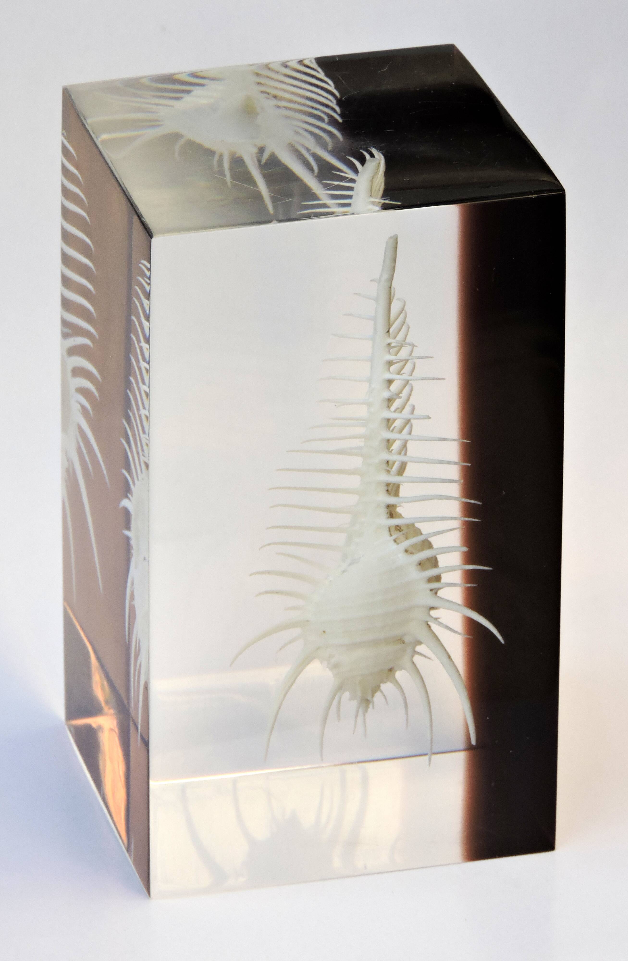 INCLUSION Vintage RESIN SHELL MUREX curiosity cabinet