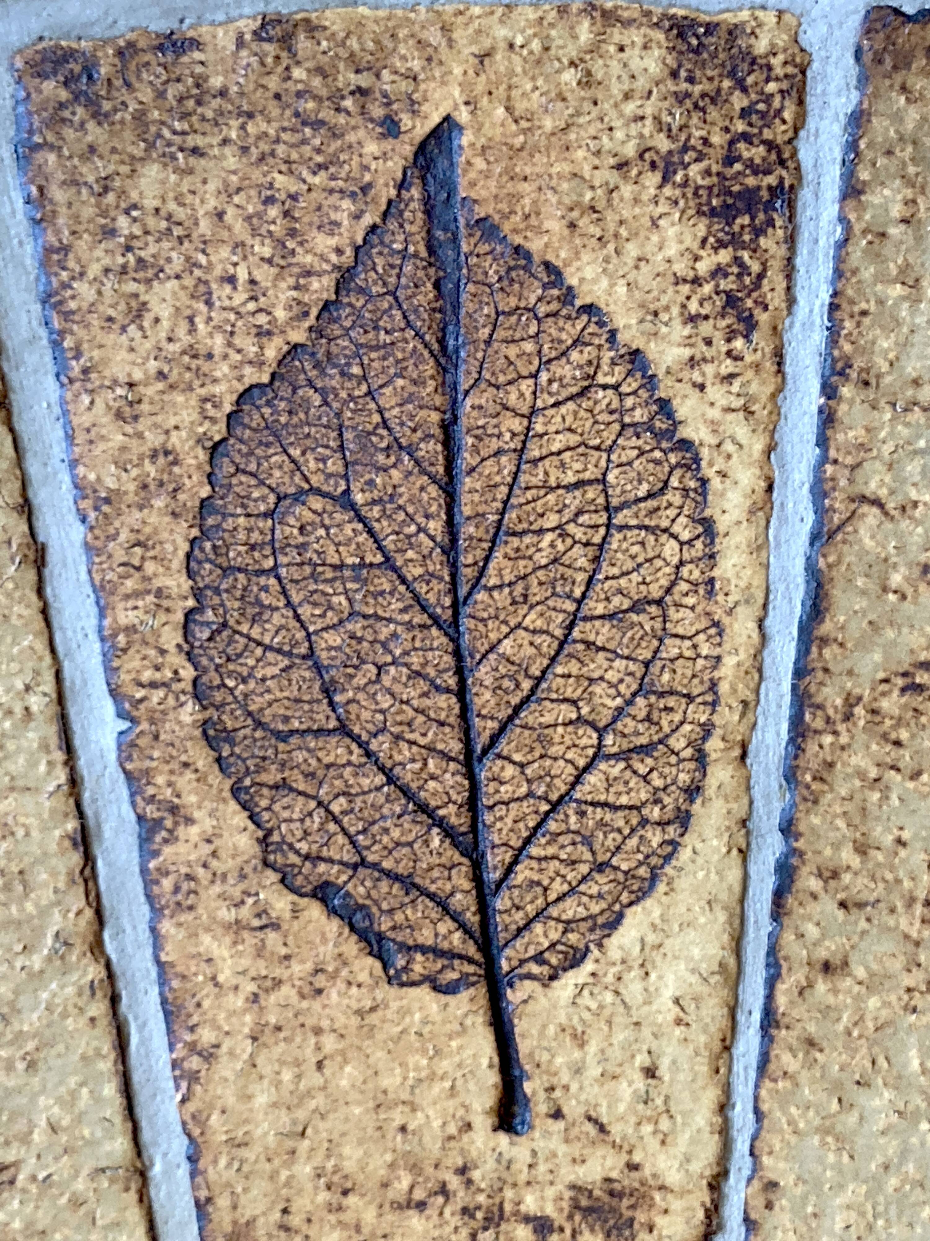 Round herbarium coffee table - Roger Capron