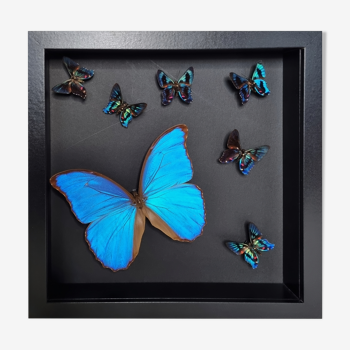 Stuffed butterflies, composition framed under glass, 27 cm