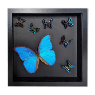 Papillons naturalisés, composition encadrée sous verre, 27 cm