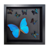 Papillons naturalisés, composition encadrée sous verre, 27 cm