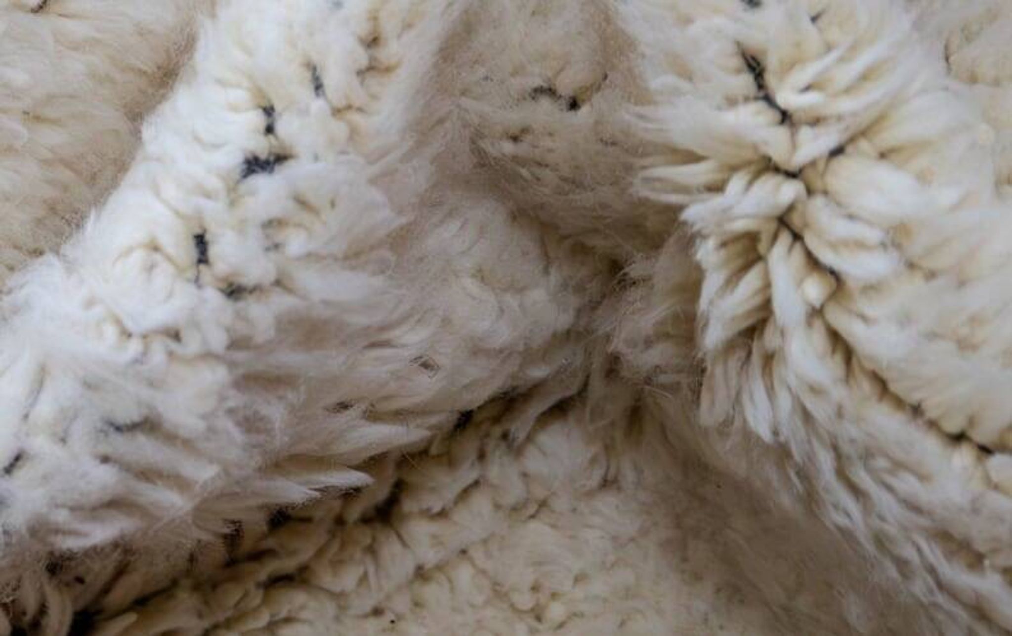 Handmade traditional Moroccan wool rug size 150x250 cm.