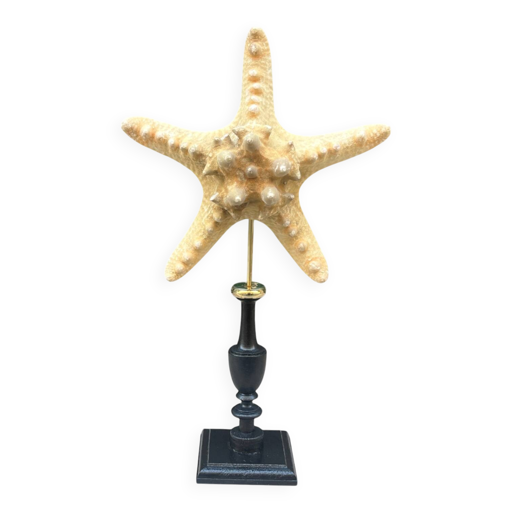 Starfish on turned wooden base, late 19th century - cabinet of curiosities