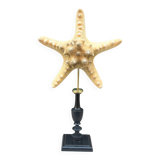 Starfish on turned wooden base, late 19th century - cabinet of curiosities