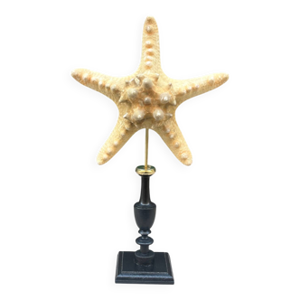 Starfish on turned wooden base, late 19th century - cabinet of curiosities