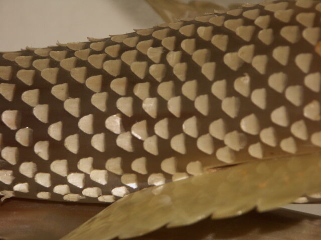 Fish Horn - Vintage 60s/70s