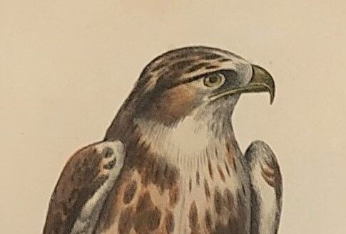 Ornithological board "Le Balbusard - Le Jean-le-Blanc" Buffon 1838