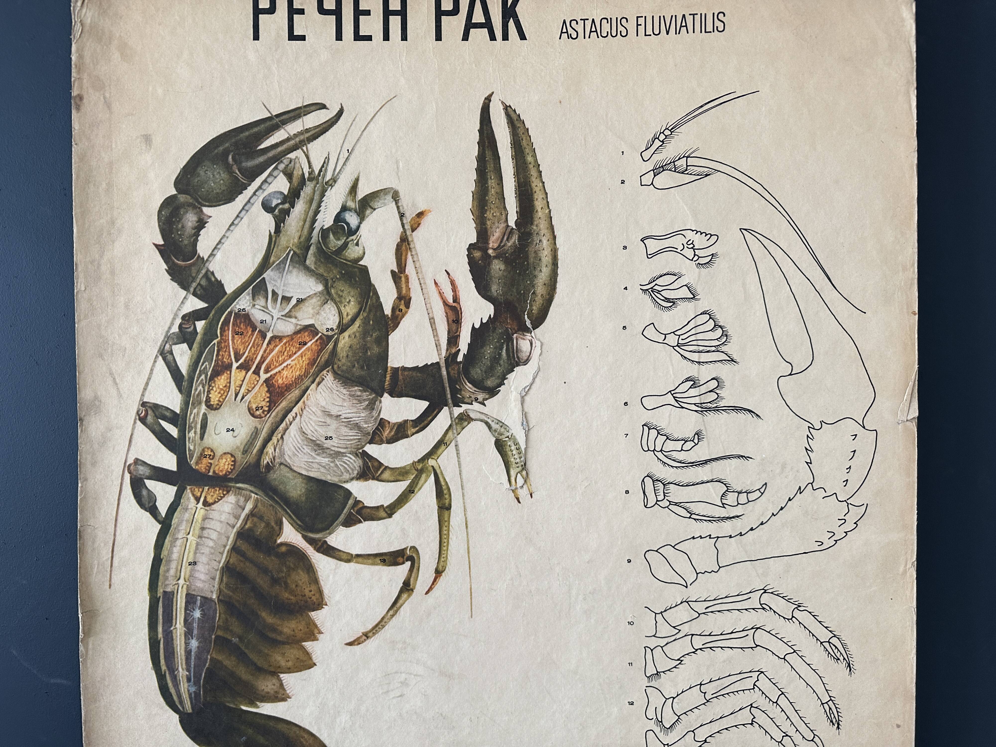 Crayfish vintage anatomy poster wall board from 1960's