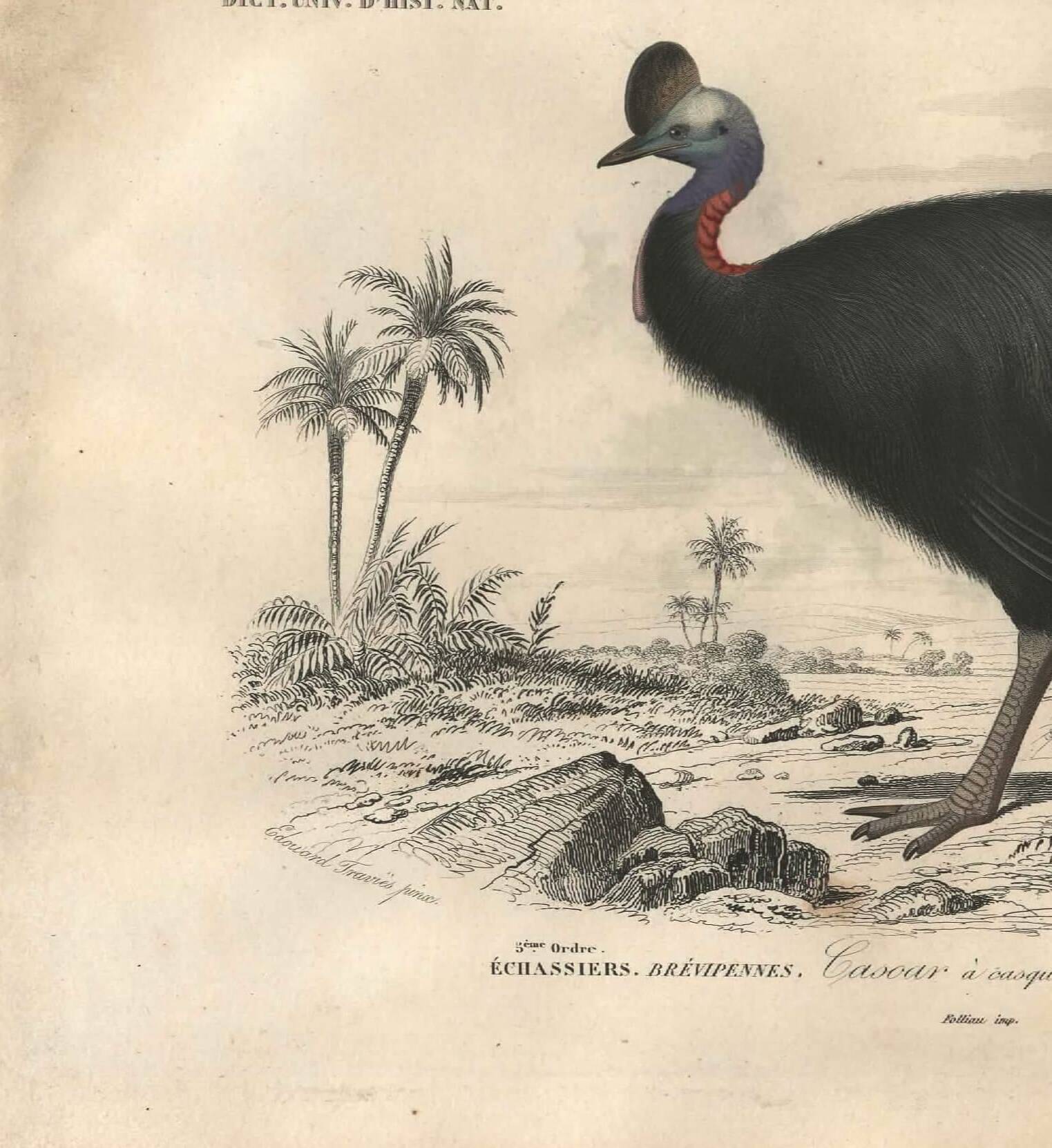 Gravure ancienne 1849 - Casoar par , Australie, forêt tropicale, danger