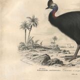 Gravure ancienne 1849 - Casoar par , Australie, forêt tropicale, danger