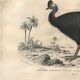 Antique engraving 1849 - Cassowary by , Australia, rainforest, danger