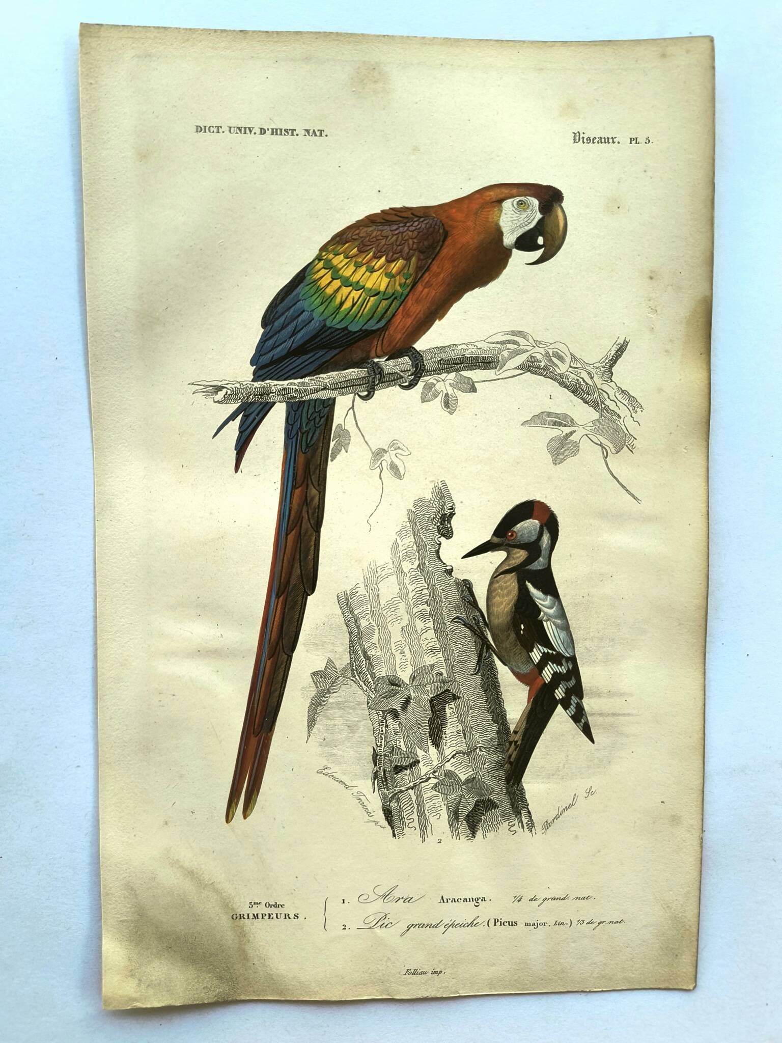 Gravure ancienne 1849 - Ara par E.Travies - Lithographie perroquet vintage