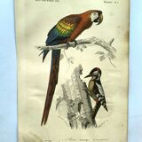 Gravure ancienne 1849 - Ara par E.Travies - Lithographie perroquet vintage