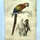 Antique engraving 1849 - Macaw by E. Travies - Vintage parrot lithograph
