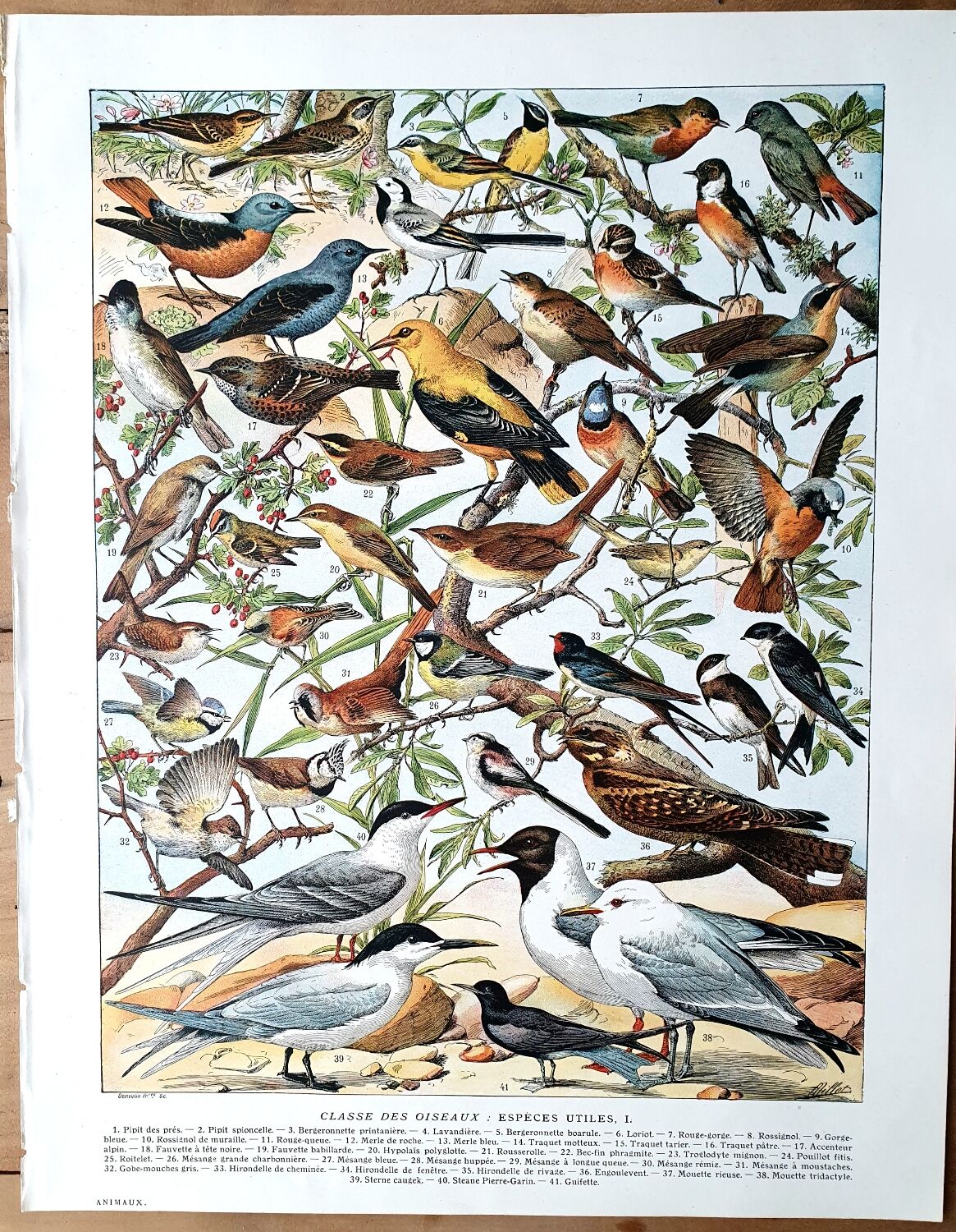 Duo de planches oiseaux