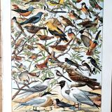 Duo de planches oiseaux