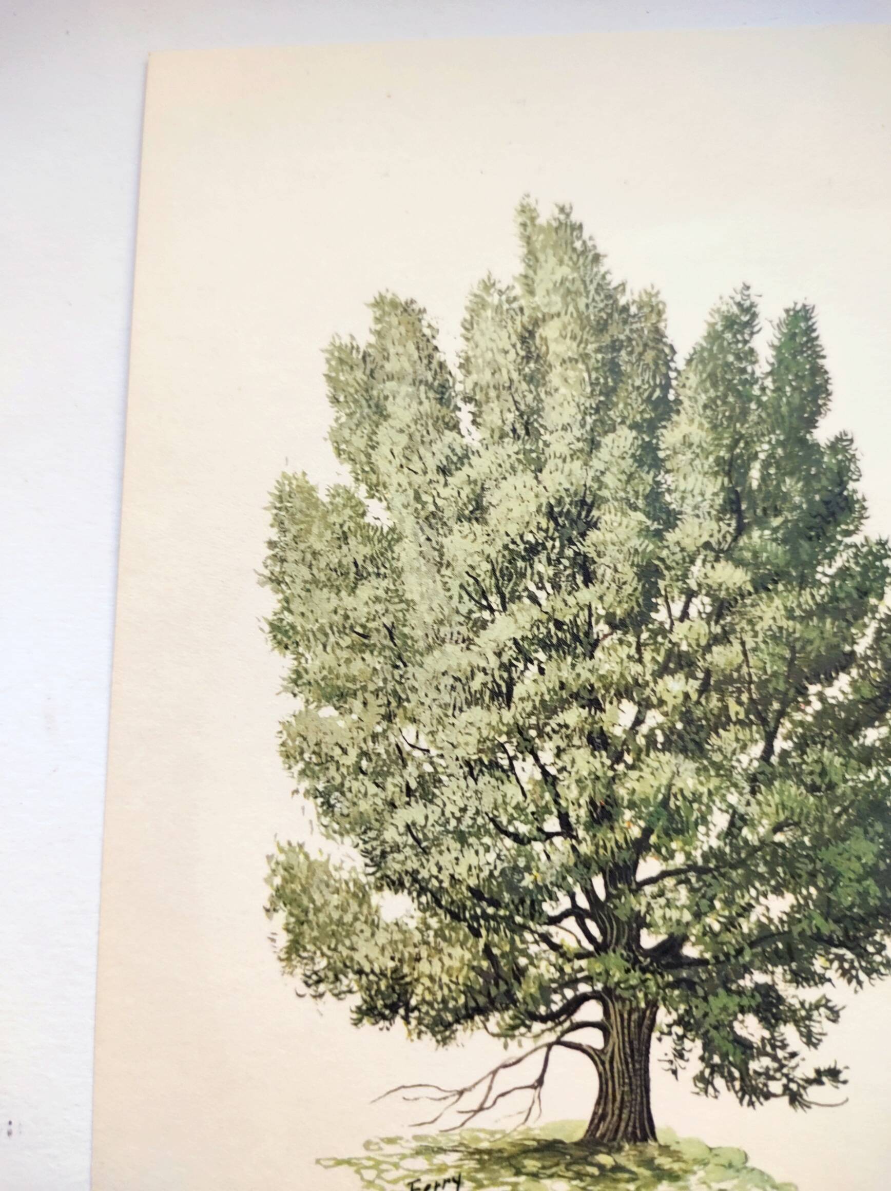 Illustration of Common Juniper - Vintage Nature Plate. Botanical Tree 1960