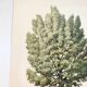 Illustration of Common Juniper - Vintage Nature Plate. Botanical Tree 1960