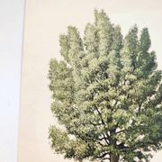 Illustration Genévrier Commun-, planche botanique, 1960