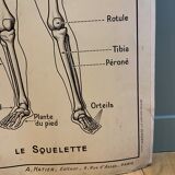 Pedagogical poster C. Dirand E.- E Carron - the skeleton of man