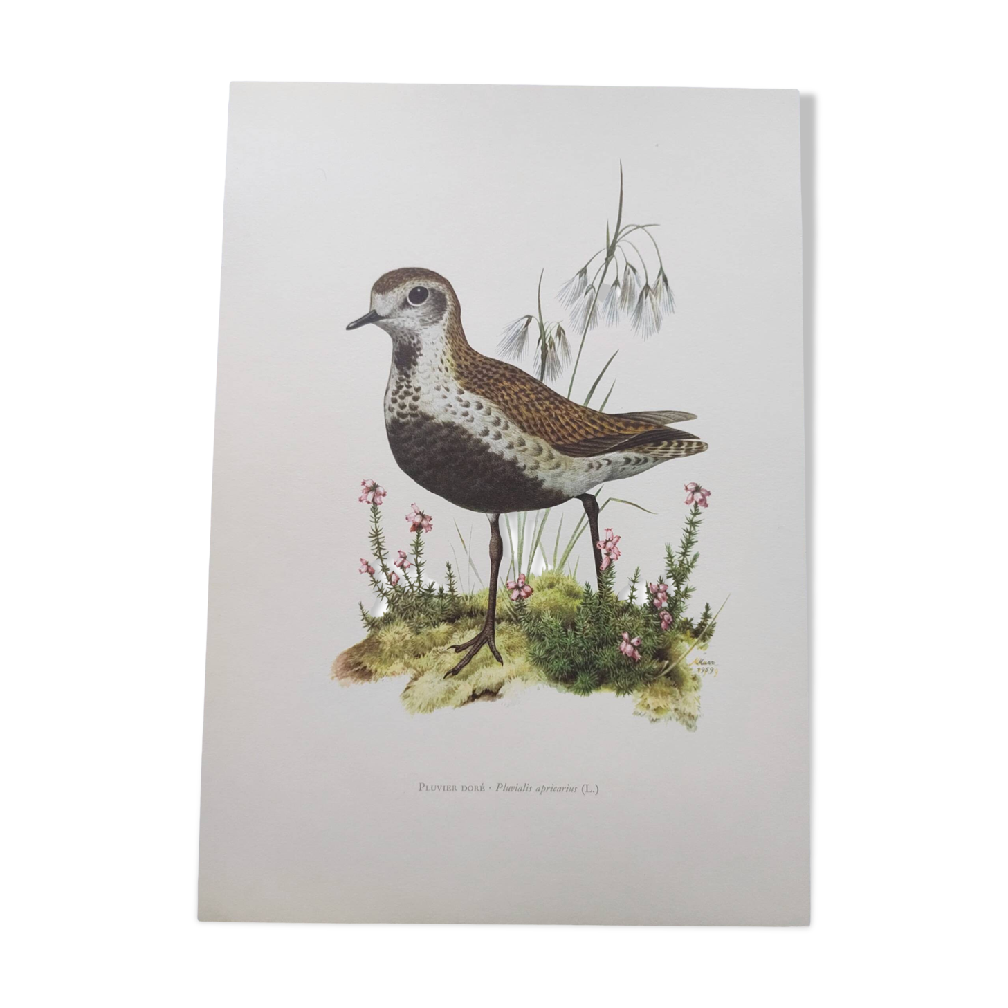 Old bird illustration from the 1960s - Golden Plover - Animal and nature plate