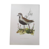 Old bird illustration from the 1960s - Golden Plover - Animal and nature plate