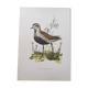 Old bird illustration from the 1960s - Golden Plover - Animal and nature plate