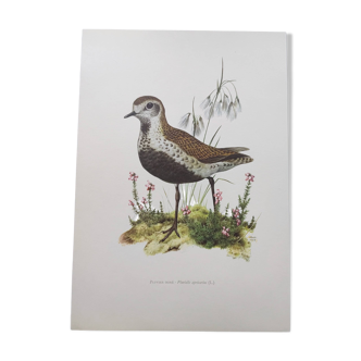 Old bird illustration from the 1960s - Golden Plover - Animal and nature plate