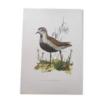 Old bird illustration from the 1960s - Golden Plover - Animal and nature plate