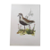 Old bird illustration from the 1960s - Golden Plover - Animal and nature plate